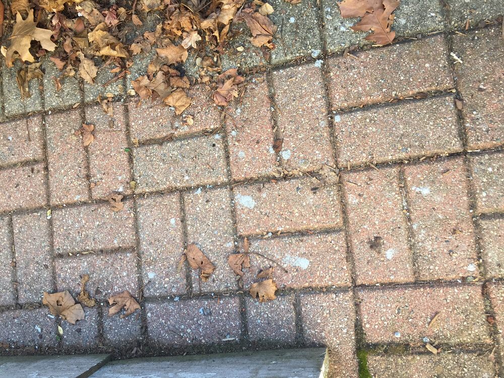 1 800 Busy Dog 19 Photos 76 Reviews Waterproofing 3 1 800 Busy Dog 19 Photos 76 Reviews Waterproofing 3 Edgewater Dr Norwood Ma Phone Number Yelp
