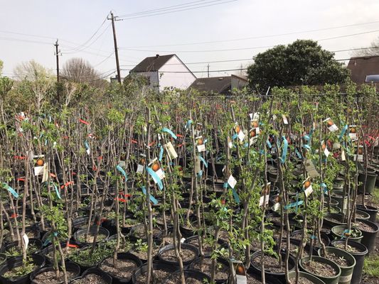 Jrn Nursery 2 11701 Alief Clodine Rd Houston Tx Nurseries Mapquest