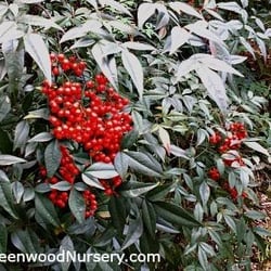 Greenwood Nursery 17 Photos Nurseries Gardening 636 Greenwood Nursery 17 Photos Nurseries Gardening 636