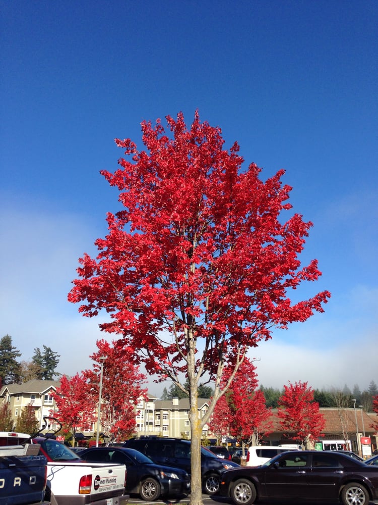 Red Leaf Garden Service