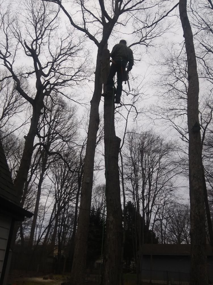 Monkey Business Tree service