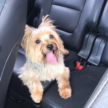 Somerset Dog Grooming - 29 Reviews - Pet Groomers - 1958 S Rochester Rd, Rochester Hills, MI Somerset Dog Grooming - 29 Reviews - Pet Groomers - 1958 S Rochester Rd, Rochester Hills, MI