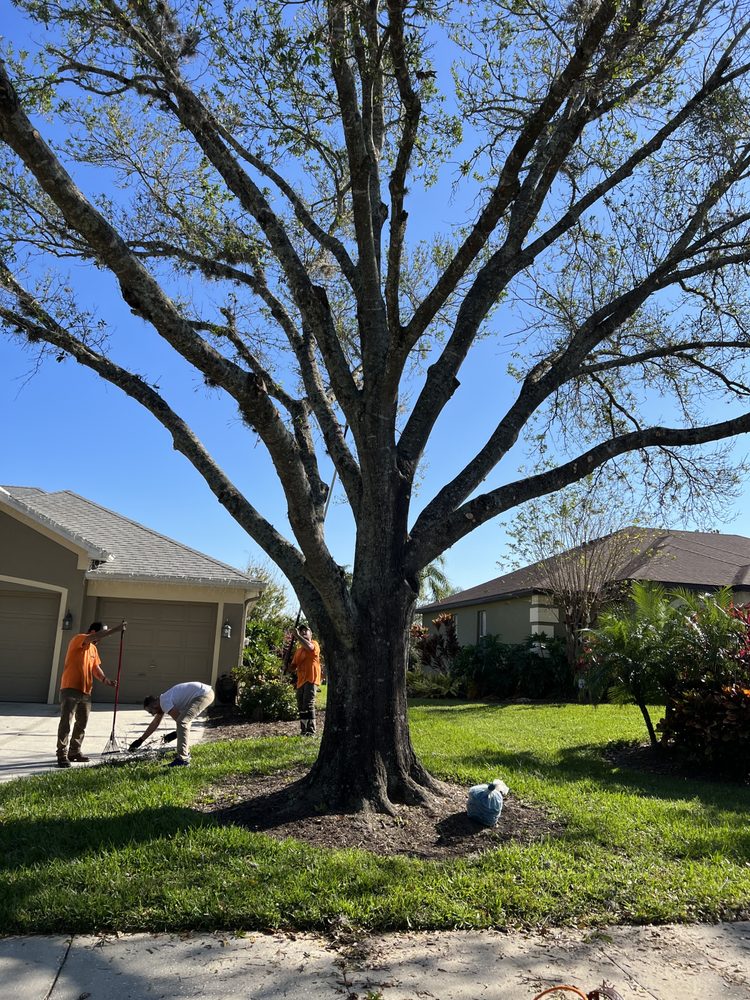 Arborist Pros Tree Service