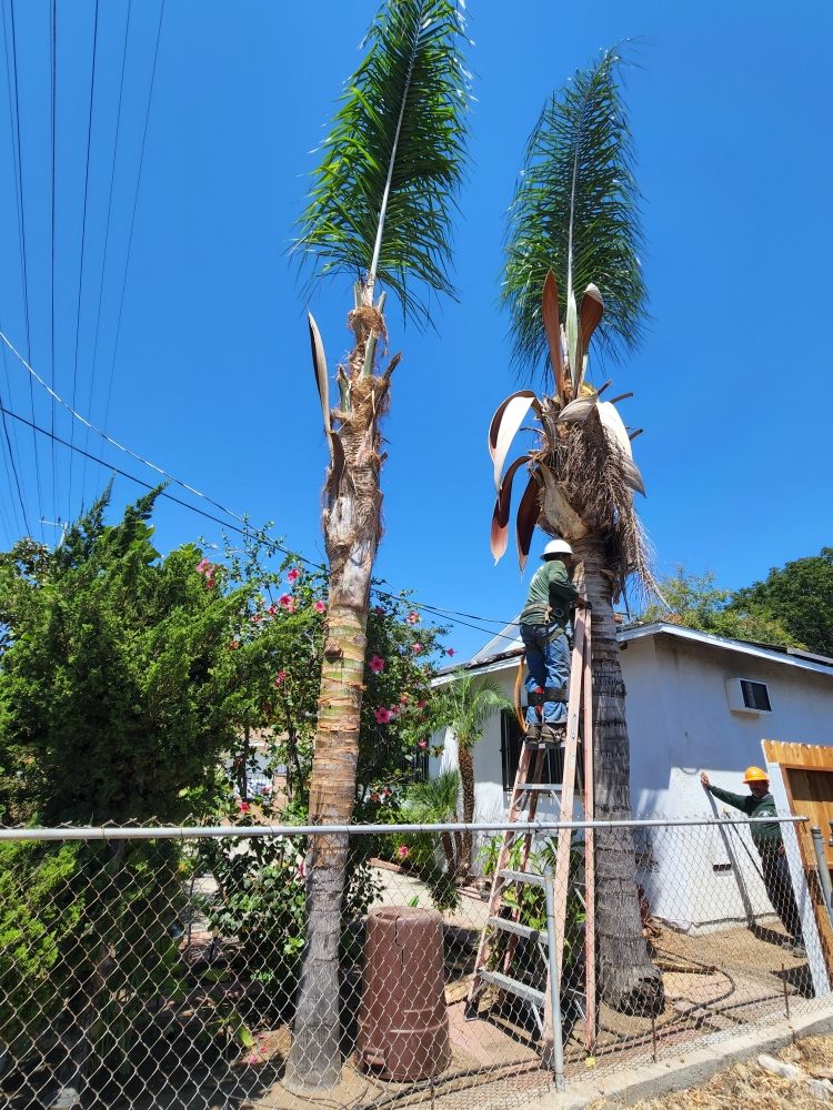 Artist Tree Service