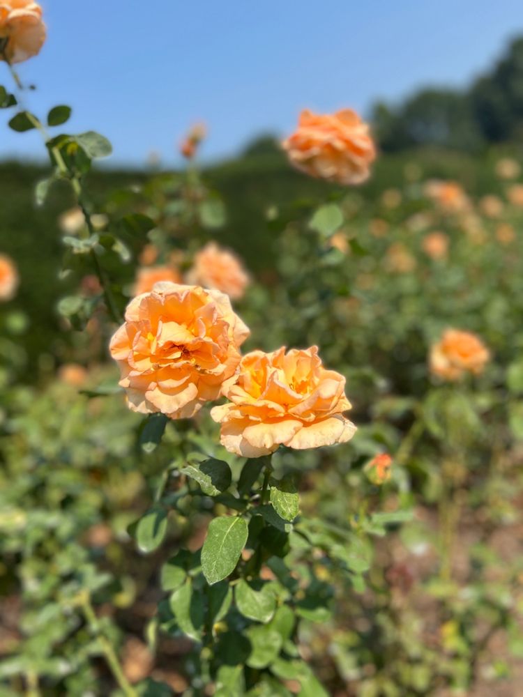 Hershey Gardens