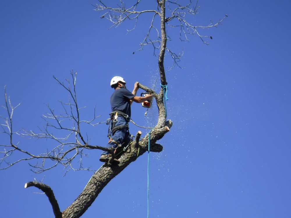 TreeTop Tree Service