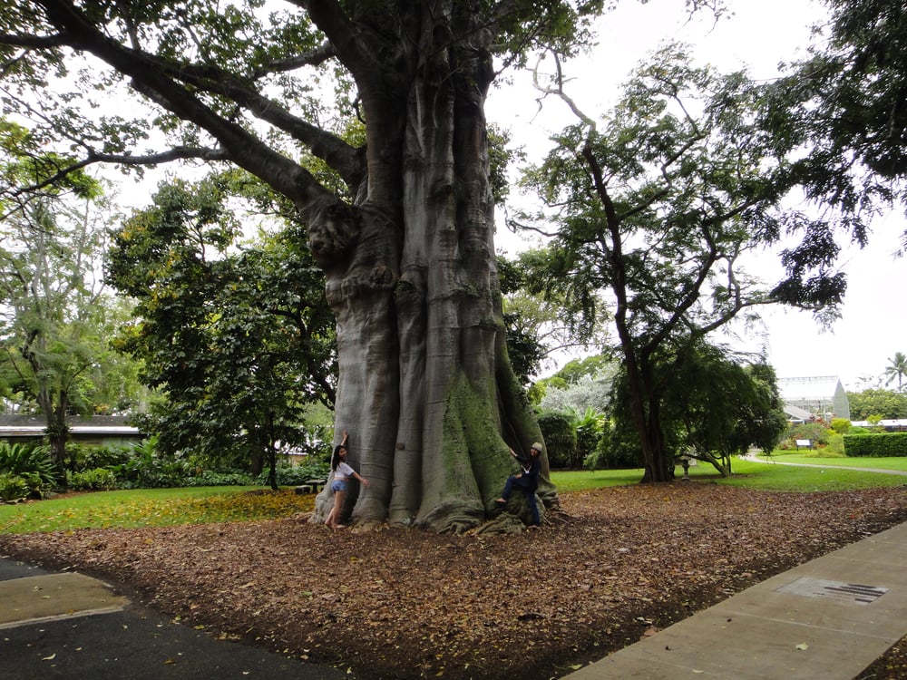 Photos for Foster Botanical Garden - Yelp