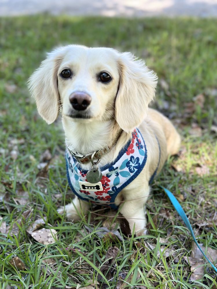 Hunt' s Dachshund's Image