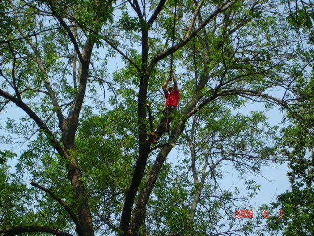 Northern Virginia Tree Experts