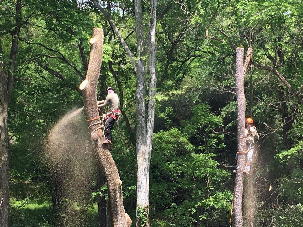 ADM Tree Services & Landscaping