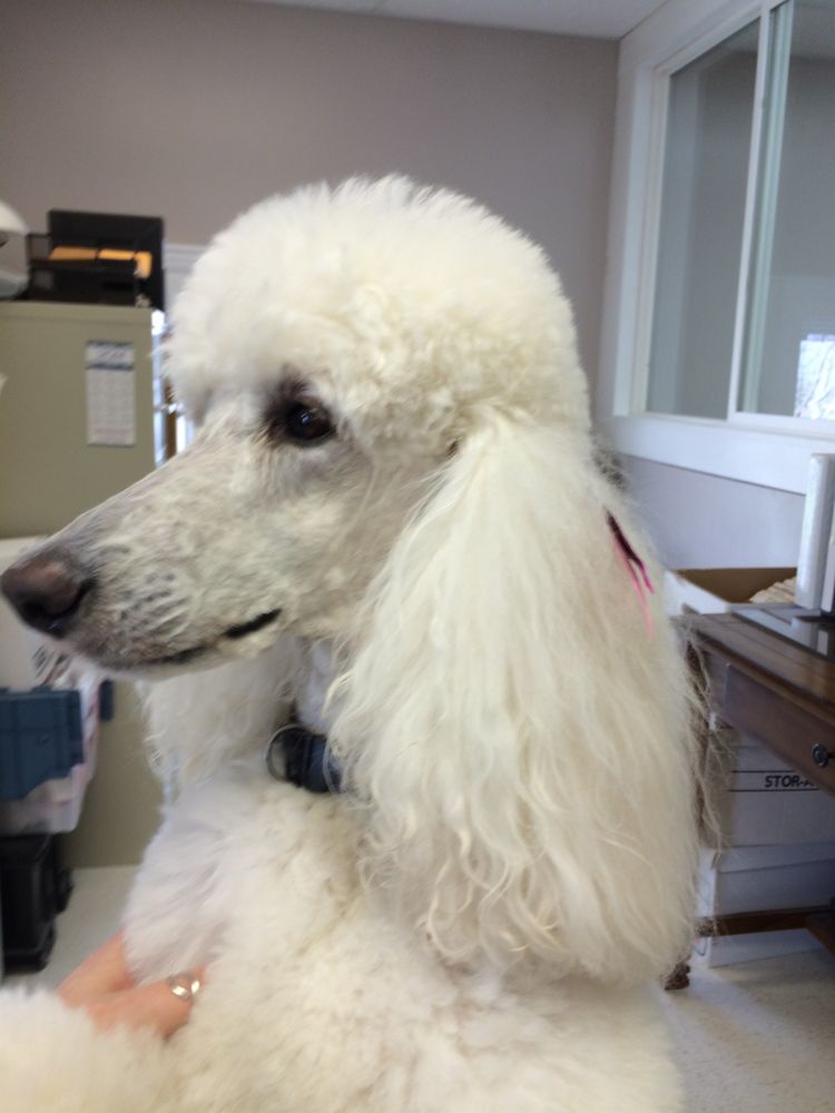 Rochester Institute of Dog Grooming CLOSED 10 Photos Specialty