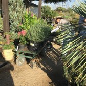 Village Nurseries 73 Photos 34 Reviews Gardening Photo Of Village Nurseries Orange Ca United States Sarah