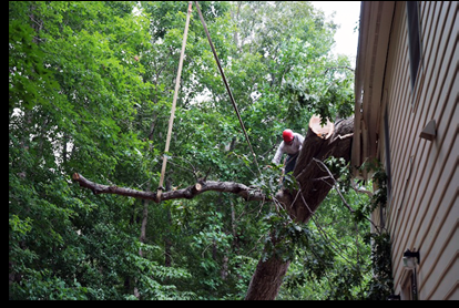 Everett Tree Service
