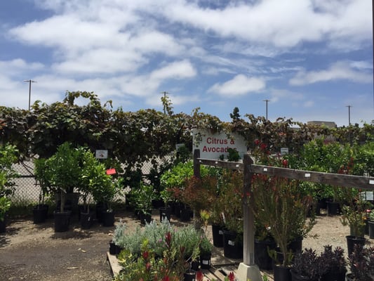 San Go Nurseries Thenurseries Walter Andersen Nursery San Go Ca Best 2017
