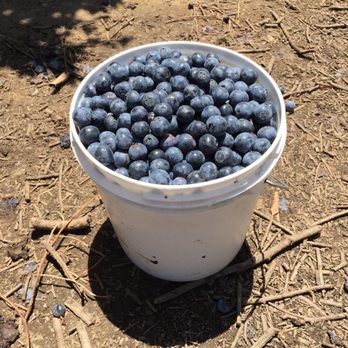 Ott Farms 93 Photos 25 Reviews Farmers Market 3083 Shiloh Rd Photo Of Ott Farms Modesto Ca United States Bucket Blueberries
