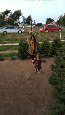 Pinery Christmas Trees 5354 Sweeer Rd Bonita Ca Mapquest Reviews