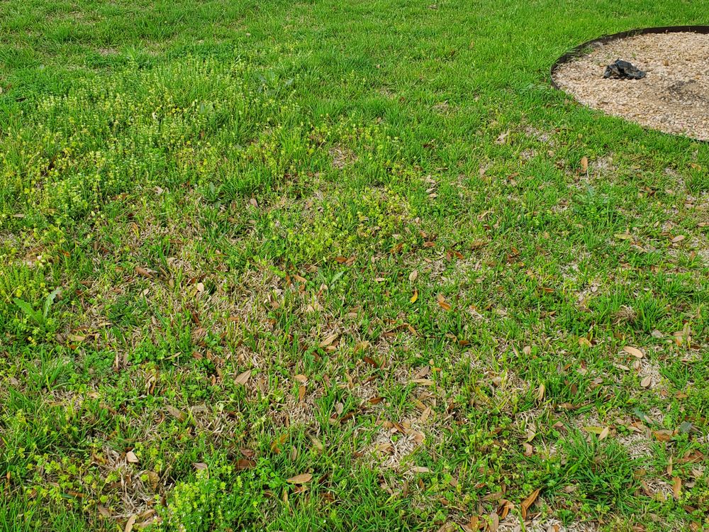 Emerald Lawns - Austin