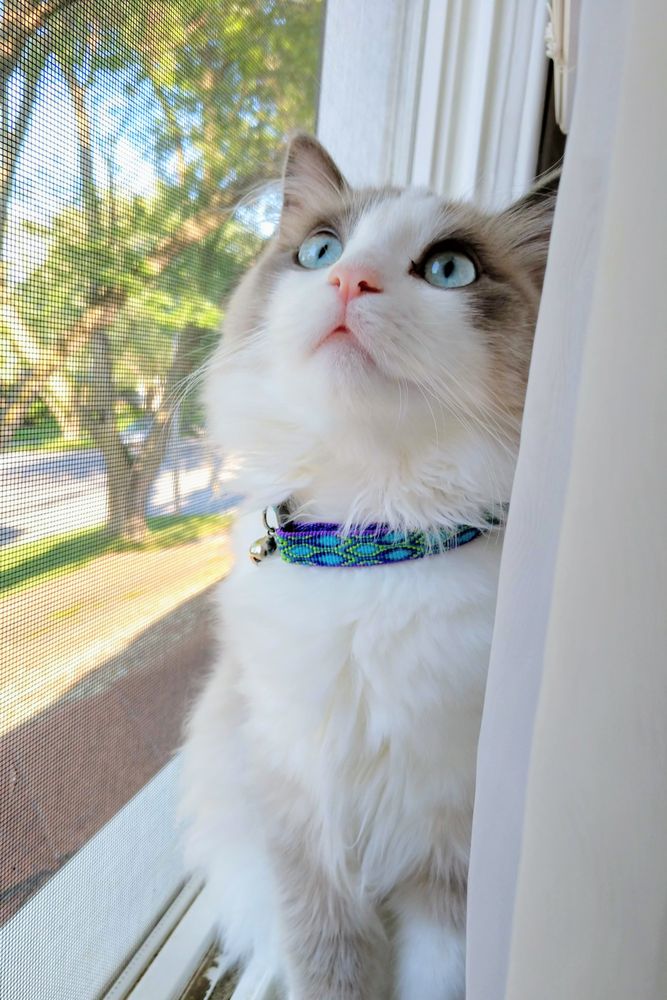 Macushla Ragdolls Image