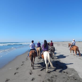 Long Beach Horse Rides 43 Photos 42 Reviews Les Photo Of Long Beach Horse Rides Wa United States