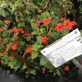 Florida Nursery Mart 28 Photos 19 Reviews Landscaping 10900 Photo Of Florida Nursery Mart Davie Fl United States