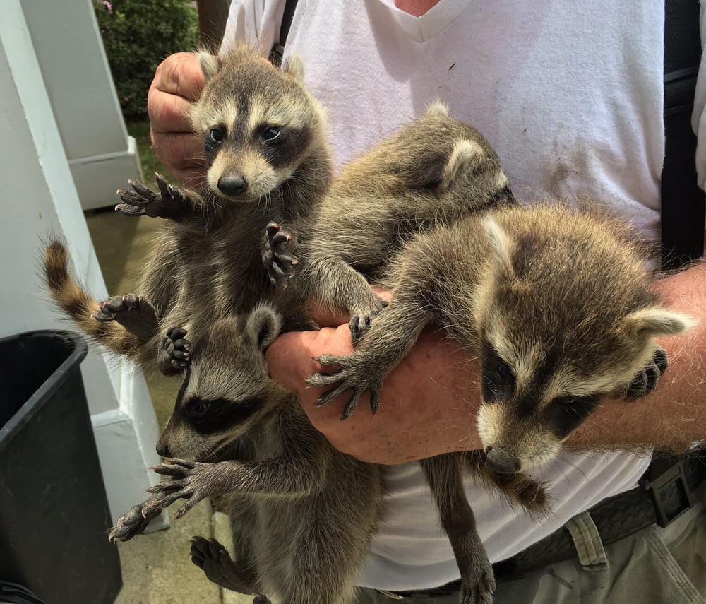 Kurko’s Wildlife Trapping and Animal Removal Wildlife Control 11