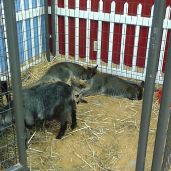 Jozee Rooz Indoor Petting Zoo - 24 Photos 