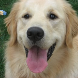 golden retriever club of greater los angeles rescue golden retriever club of greater los angeles rescue pet golden retriever club of greater los angeles rescue golden retriever club of greater los angeles rescue pet