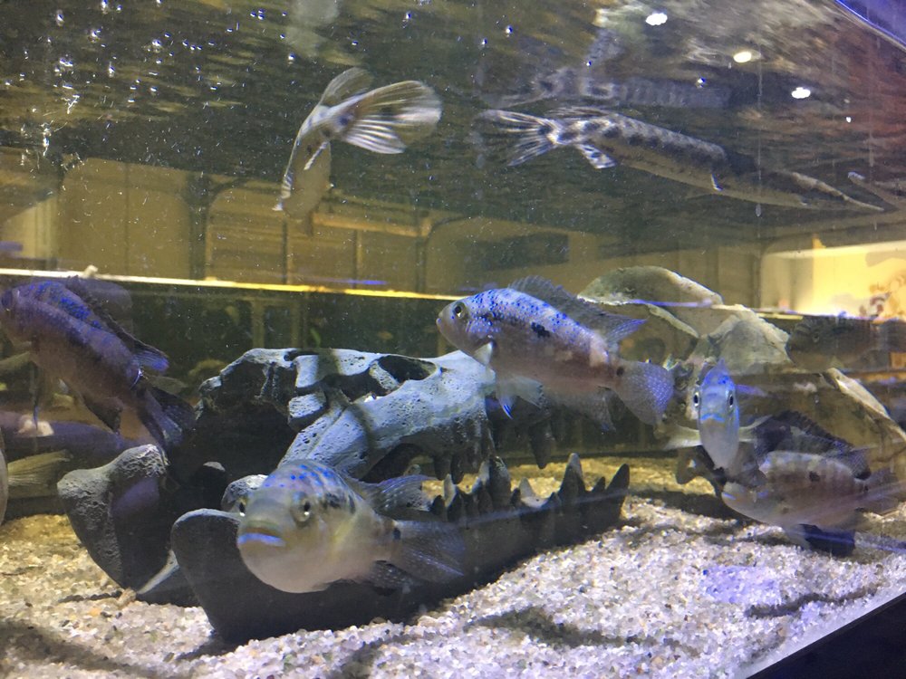 Vienna Aquarium & Pets
