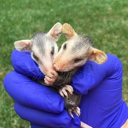 Rid A Critter 16 Photos 10 Reviews Wildlife Control Atlanta Photo Of Rid A Critter Atlanta Ga United States Nuisance