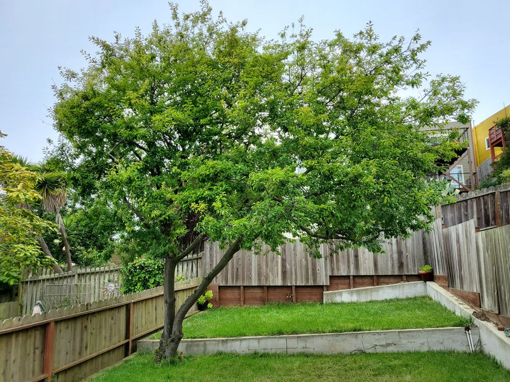 Perfect Tree