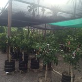 Greenfield Citrus Nursery 16 Photos 13 Reviews Nurseries Photo Of Greenfield Citrus Nursery Mesa Az United States