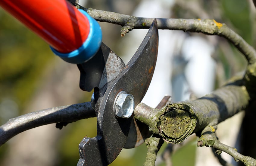 Henry's Tree Service of Arlington
