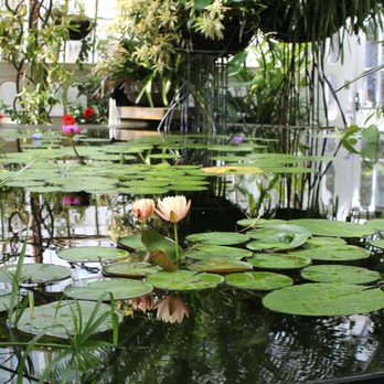 Conservatory of Flowers - 2039 Photos 