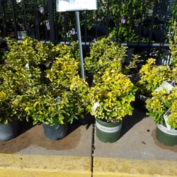 Johnson S Garden Centers Nurseries Gardening 21st Woodlawn Photo Of Johnson S Garden Centers Wichita Ks United States