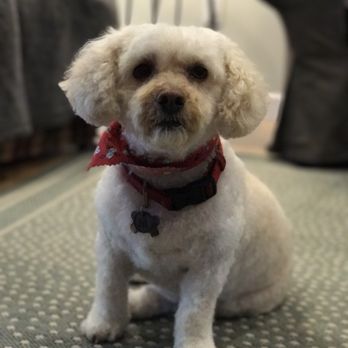 Dog Grooming Ventura Blvd Studio City Dog Grooming Ventura Blvd Studio City