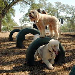 Seattle Dog Parks Small Dogs Seattle Dog Parks Small Dogs