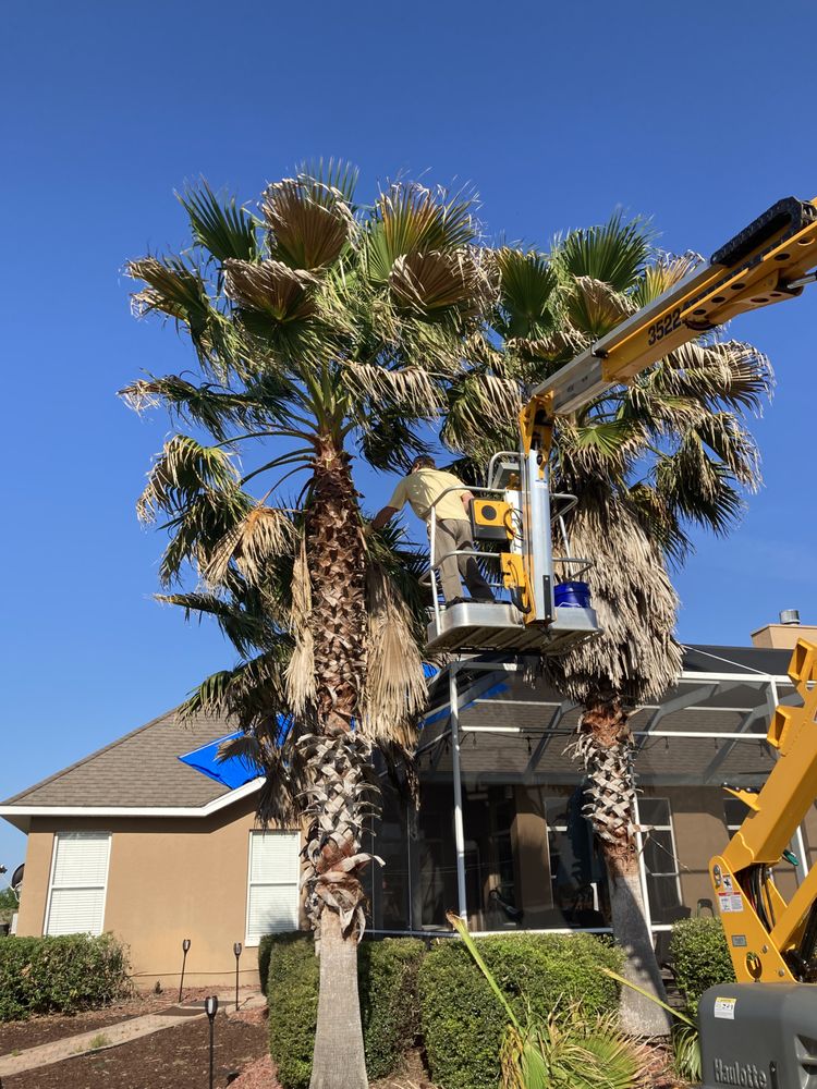 Ocala Palm Tree