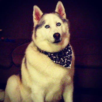 Yucaipa Dog Cat Grooming Yucaipa Ca Yucaipa Dog Cat Grooming Yucaipa Ca
