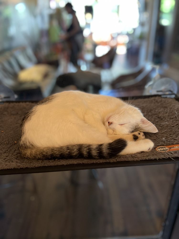 Mac Tabby Cat Cafe