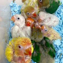 world of birds 18 photos pet stores 15 perry st world of birds 18 photos pet stores 15 perry st