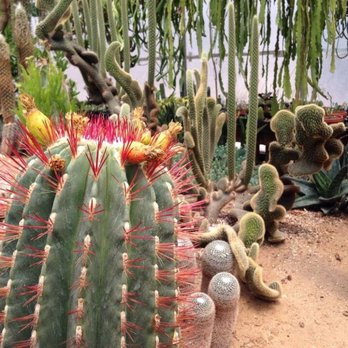 Poot S Cactus Nursery 231 Photos 49 Reviews Nurseries Photo Of Poot S Cactus Nursery Ripon Ca United States
