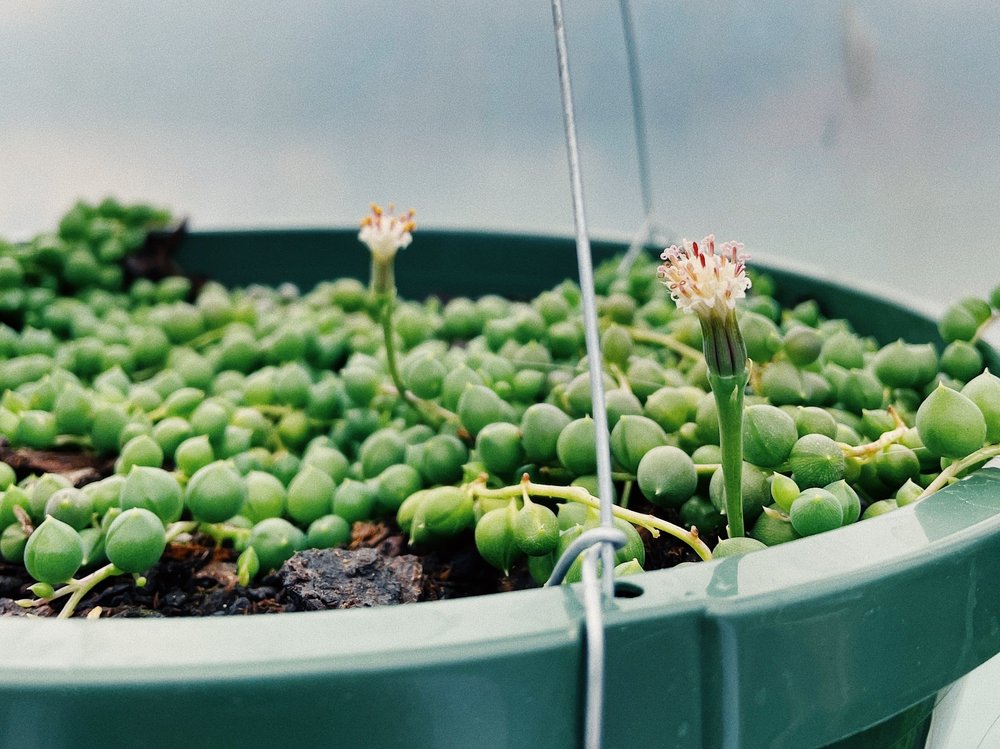 Paradise Landscaping