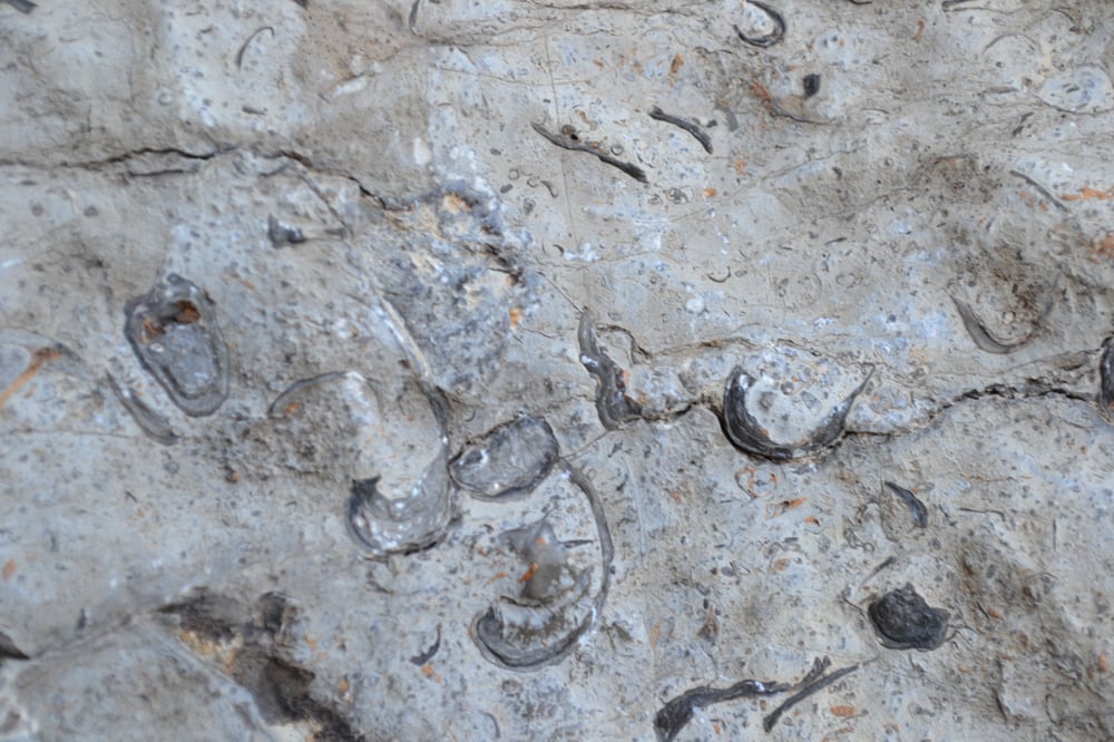 Sea shell fossils Yelp