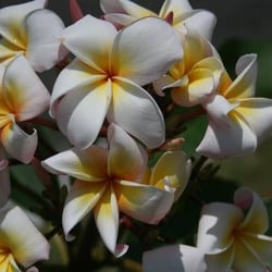 Jungle Jack S Plumerias 10 Photos 13 Reviews Nurseries Photo Of Jungle Jack S Plumerias Vista Ca United States River White In