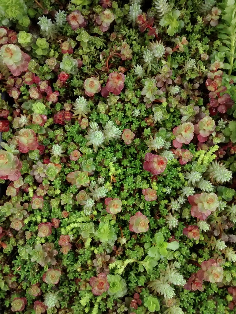A New Ground Cover Called Sedum That They Used To Only In Small