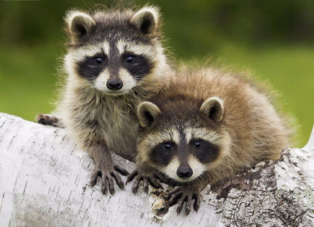 Affordable Wildlife Solutions