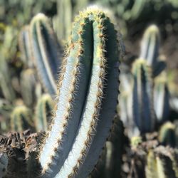 Rancho Vista Cacti Succulent 46 Photos 20 Reviews Nurseries Rancho Vista Cacti Succulent 46 Photos 20 Reviews Nurseries Gardening 1430 Buena Dr Ca Phone Number Last Updated December 12