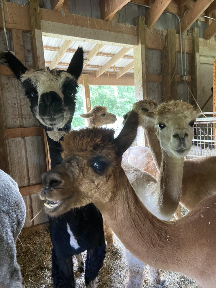 Starry Night Alpacas