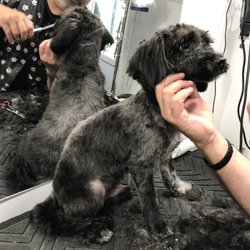 mobile pet services near me