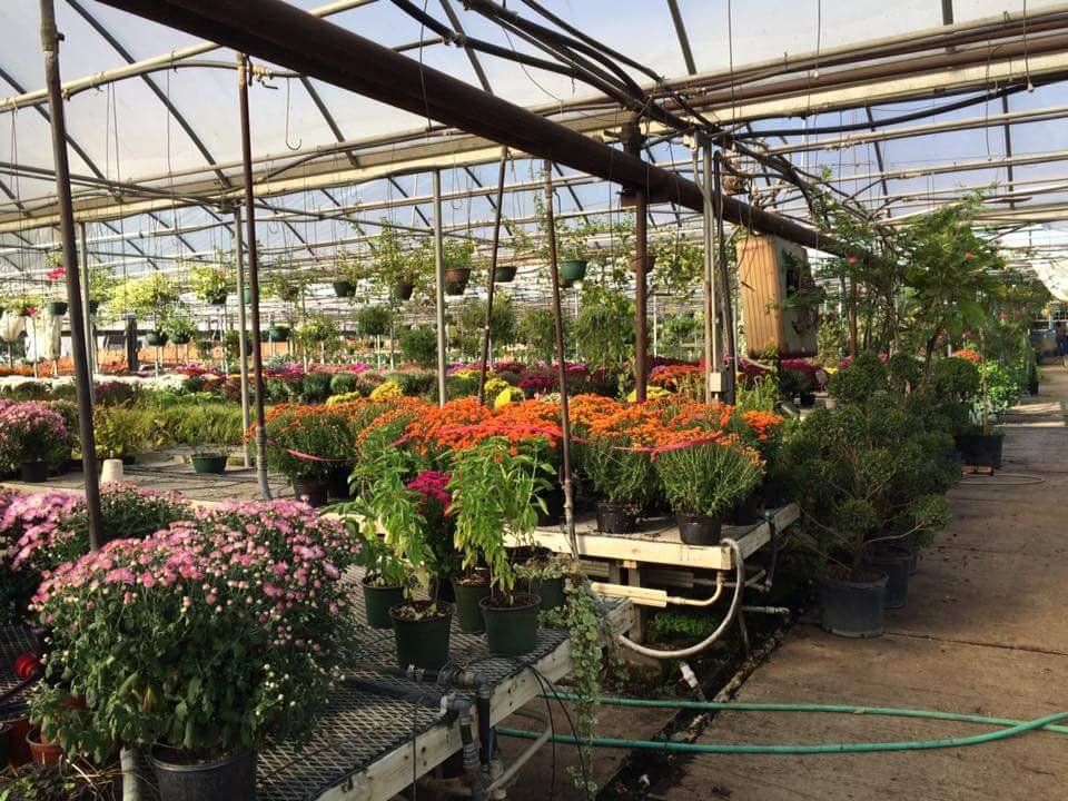 Nelson Greenhouses